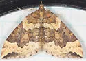 Eulithis destinata - Hodges#7204 - photo 3
