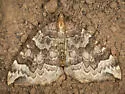 Eulithis destinata - Hodges#7204 - photo 4