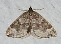 Eulithis destinata - Hodges#7204 - photo 5