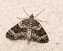 White Eulithis - Hodges#7206