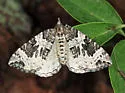 White Eulithis - Hodges#7206 - photo 2