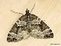 White Eulithis - Hodges#7206 - photo 4