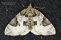 White Eulithis - Hodges#7206 - photo 5