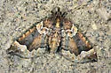 Eulithis flavibrunneata - Hodges#7205