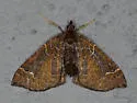 Eulithis flavibrunneata - Hodges#7205 - photo 2