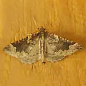 Eulithis flavibrunneata - Hodges#7205 - photo 3