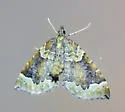Eulithis flavibrunneata - Hodges#7205 - photo 4