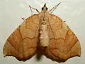 Eulithis luteolata - Hodges#7198