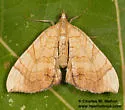 Eulithis luteolata - Hodges#7198 - photo 2