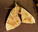 Eulithis luteolata - Hodges#7198 - photo 4
