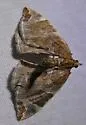 Dimorphic Eulithis - Hodges#7203