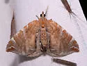 Dimorphic Eulithis - Hodges#7203 - photo 3