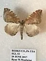 Dimorphic Eulithis - Hodges#7203 - photo 4