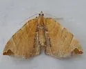 Dimorphic Eulithis - Hodges#7203 - photo 5