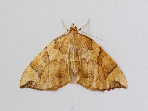 Eulithis propulsata - Hodges#7199 - Eulithis propulsata