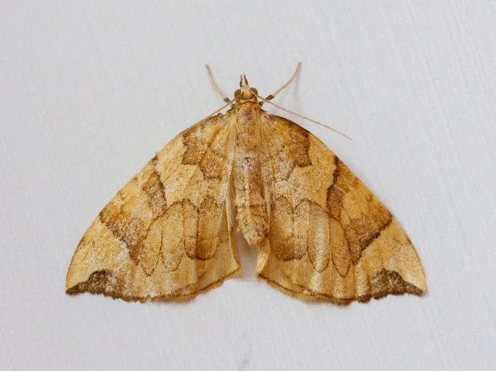 Eulithis propulsata - Hodges#7199 - photo 2