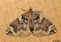 Serrated Eulithis - Hodges#7208