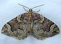Serrated Eulithis - Hodges#7208 - photo 4