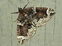 Eulithis xylina - Hodges#7207 - photo 2