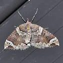 Eulithis xylina - Hodges#7207 - photo 3