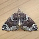 Eulithis xylina - Hodges#7207 - photo 4