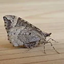 Eulithis xylina - Hodges#7207 - photo 5