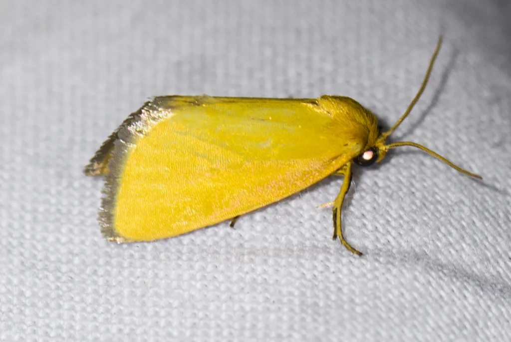 Eulithosia composita - Hodges#9773 - photo 2