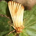 Eulithosia discistriga - Hodges#9769