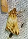 Eulithosia discistriga - Hodges#9769 - photo 4