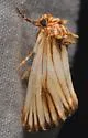 Eulithosia discistriga - Hodges#9769 - photo 5