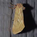 Eulithosia papago - Hodges#9768
