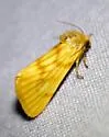 Eulithosia papago - Hodges#9768 - photo 4