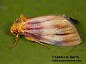 Eulithosia plesioglauca - Hodges#9767