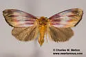 Eulithosia plesioglauca - Hodges#9767 - photo 2
