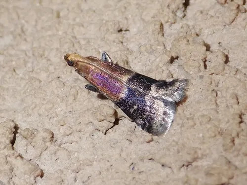 Broad-banded Eulogia Moth - photo 4