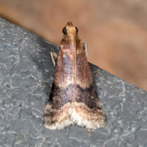 Broad-banded Eulogia Moth - photo 5