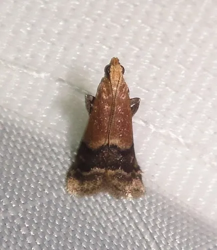 Broad-banded Eulogia Moth - photo 6