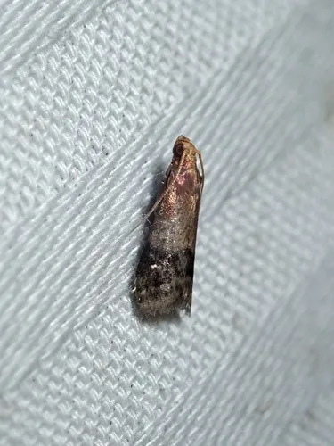 Broad-banded Eulogia Moth - photo 8