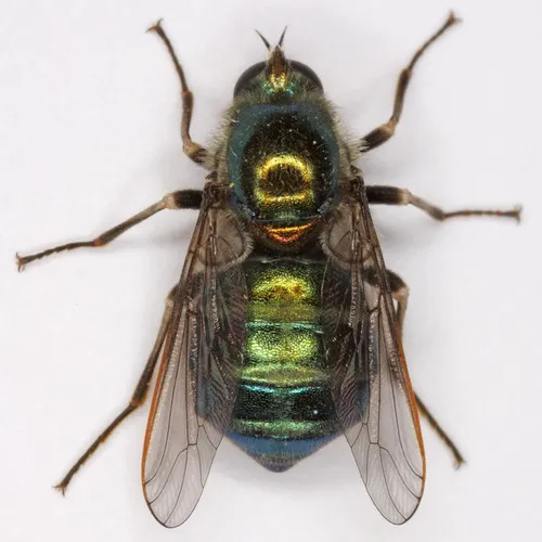 Eulonchus marginatus