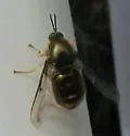 Eulonchus marialiciae