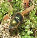 Eulonchus marialiciae - photo 2