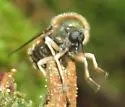 Eulonchus marialiciae - photo 3