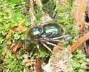 Eulonchus marialiciae - photo 4