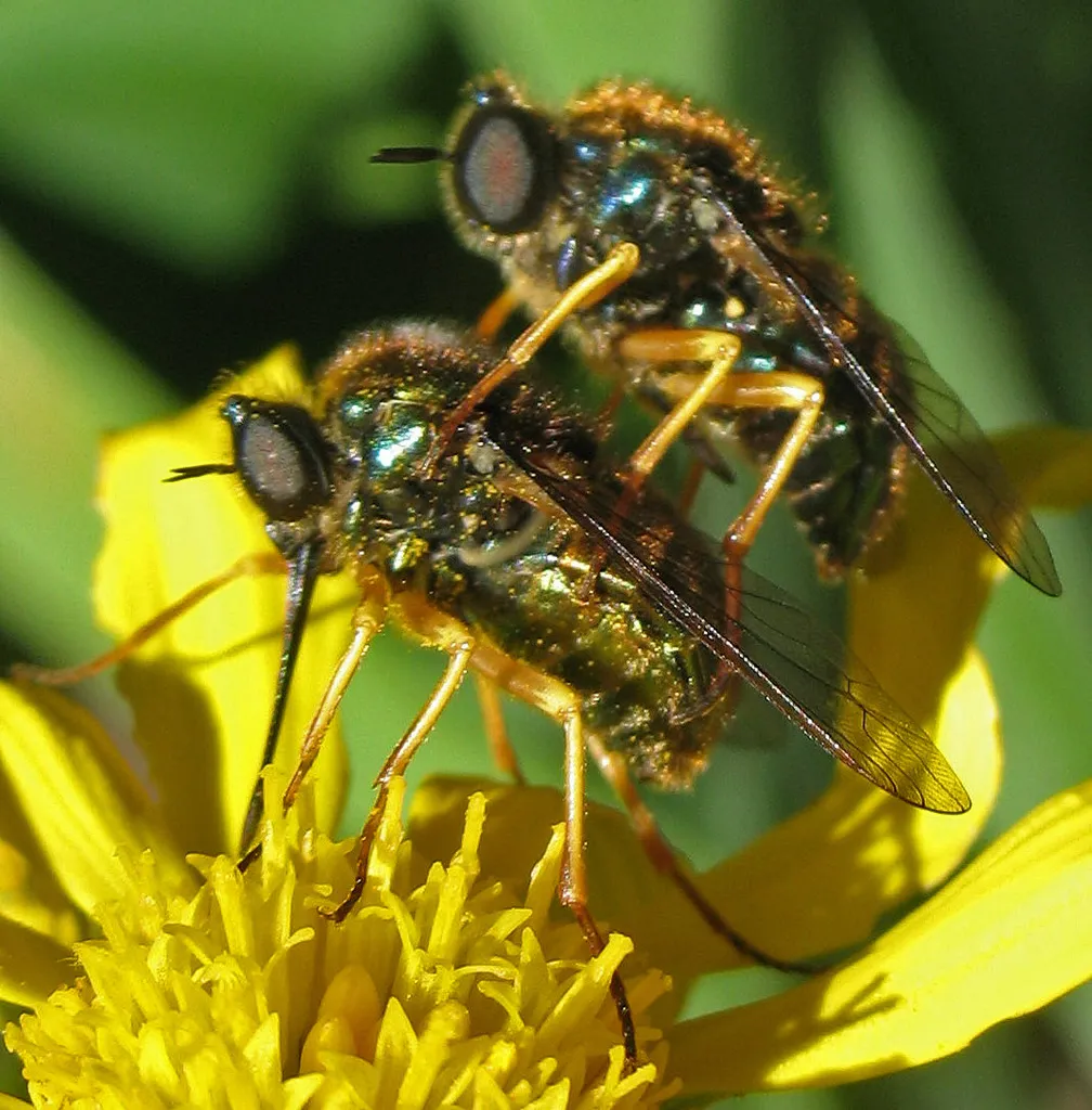 Eulonchus sapphirinus - photo 2