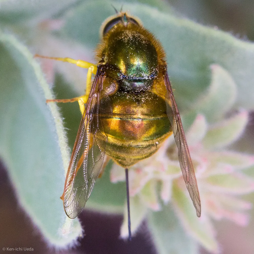 Eulonchus smaragdinus - photo 3