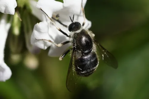 Eulonchus tristis