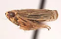 Eulonus almus