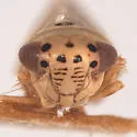 Eulonus almus - photo 3