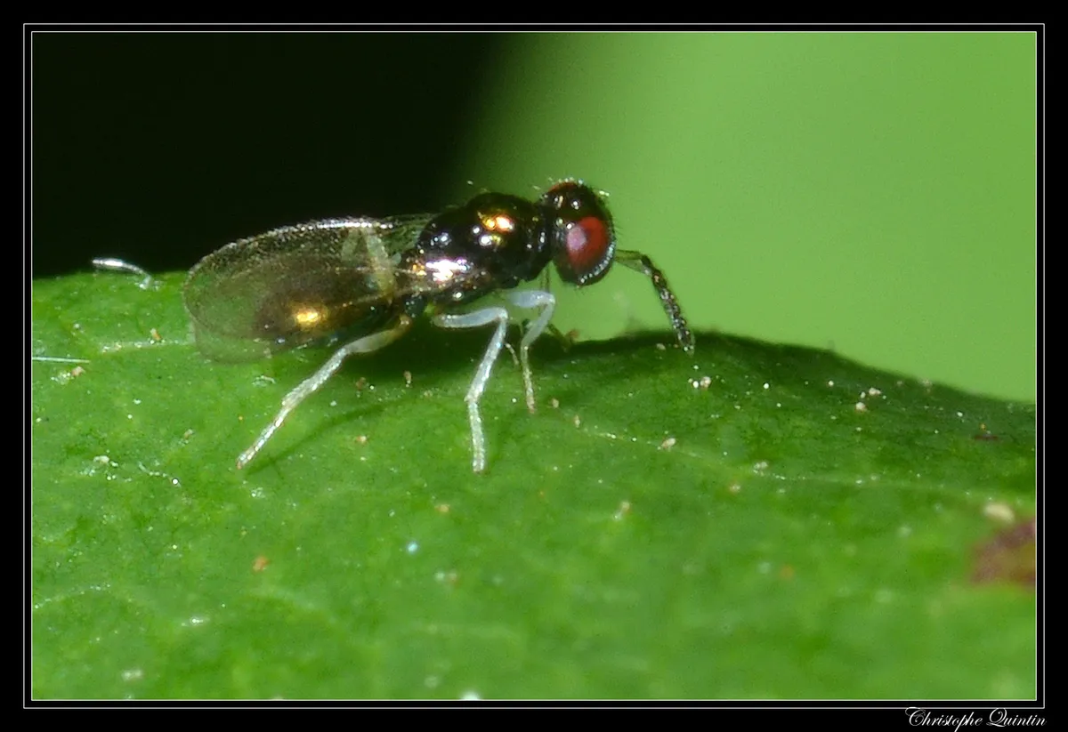 Eulophidae - Eulophidae