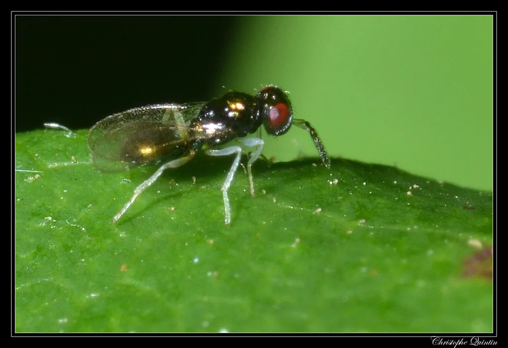 Eulophidae - photo 2